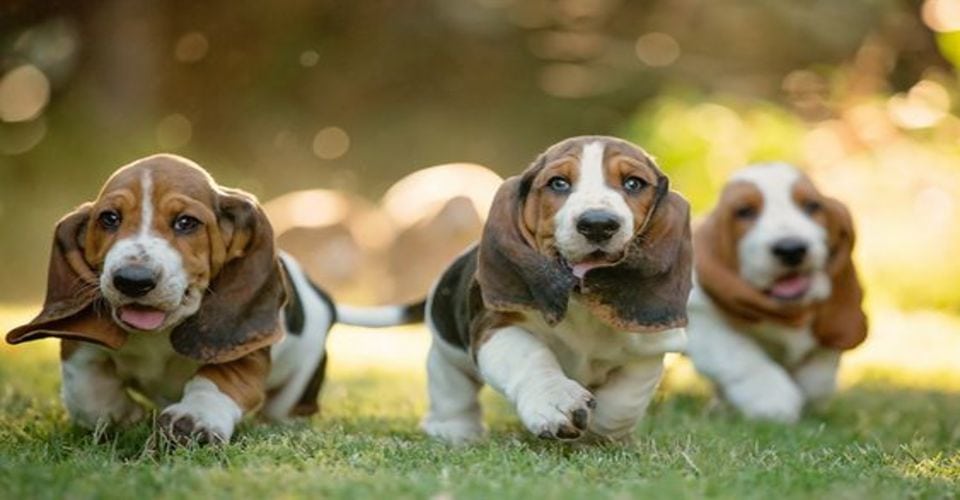 LES BIENFAITS DES ANIMAUX DE COMPAGNIE