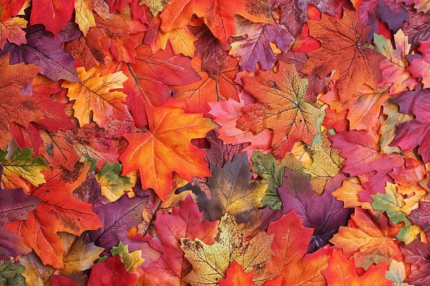 L’automne dans tous ses effets !
