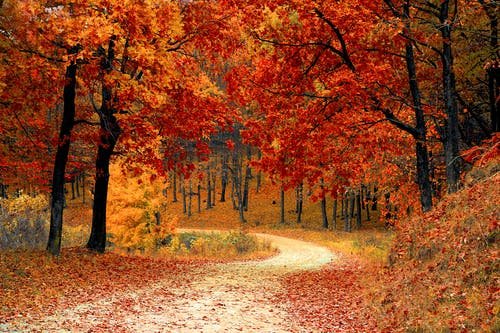 Des meilleurs amis pour affronter l’automne